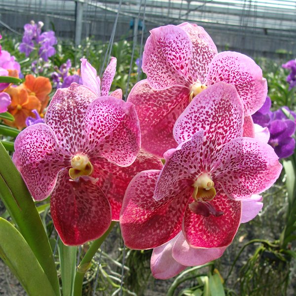 Vanda Soroa Cherry Bomb × Vanda Bitz's Heartthrob (HV51)