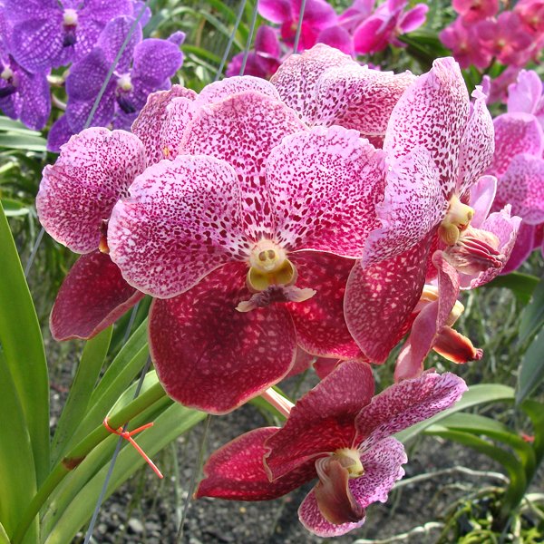 Vanda Bitz's Heartthrob × Vanda Pimchai Beauty (HV52)