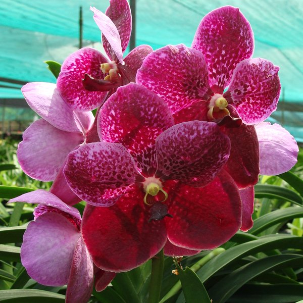 Vanda Kasem's Delight × Vanda Fuchs Delight (HV53)