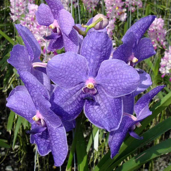 Vanda Dona Rome Sanchez × Vanda Kasem's Delight (HV55)