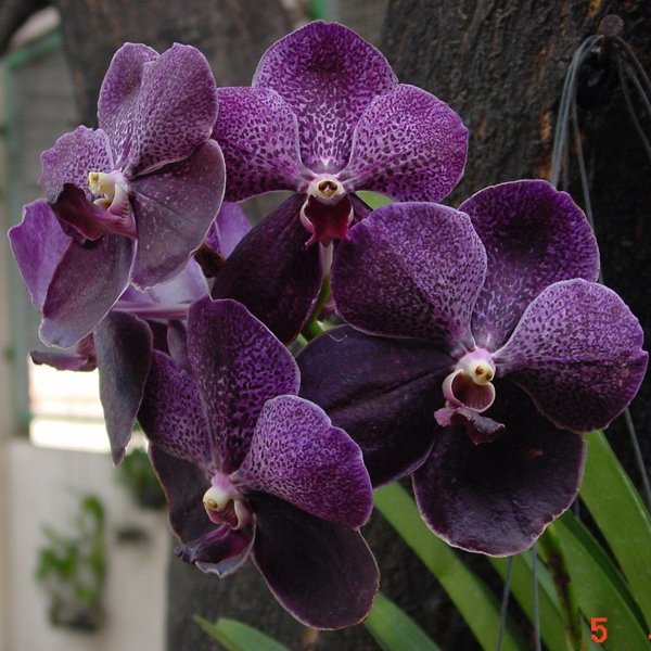 Vanda Robert's Delight 'Black' (HV83)