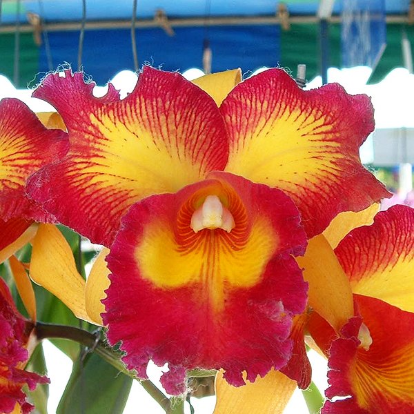 Brassolaeliocattleya Taiwan Queen 'Golden Monkey' HCC/AOS (KC01)