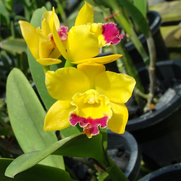 Potinara Ahchung Yoyo 'Little Goldfish' BM/TOGA (KC03)