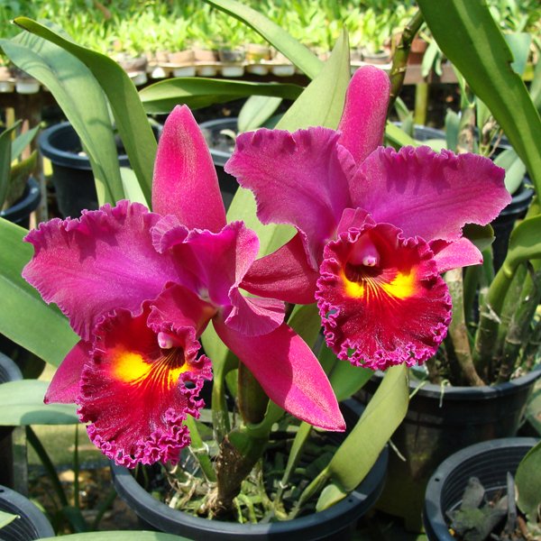 Brassolaeliocattleya Sanyang Ruby 'Kuan Long' AM/AOS (KC04)