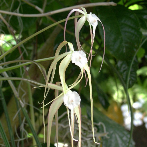 Brassavola cucullata (KC05)