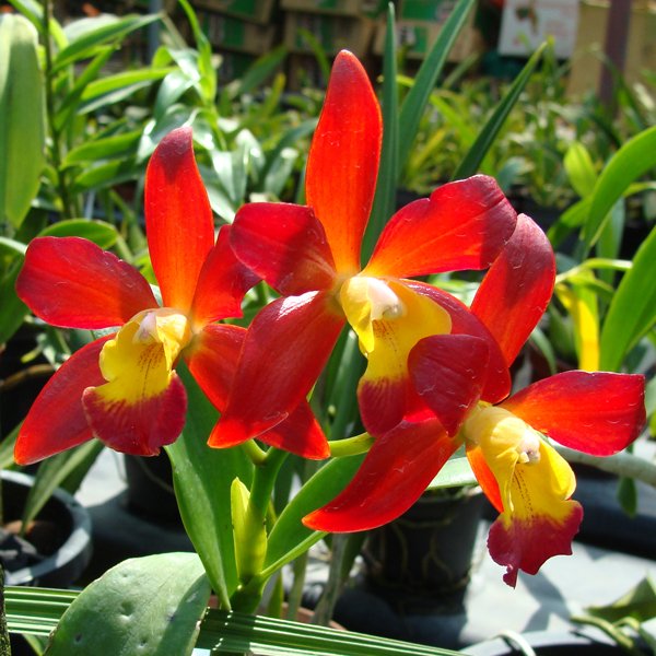 Laeliocattleya Torashi Dell (KC06)