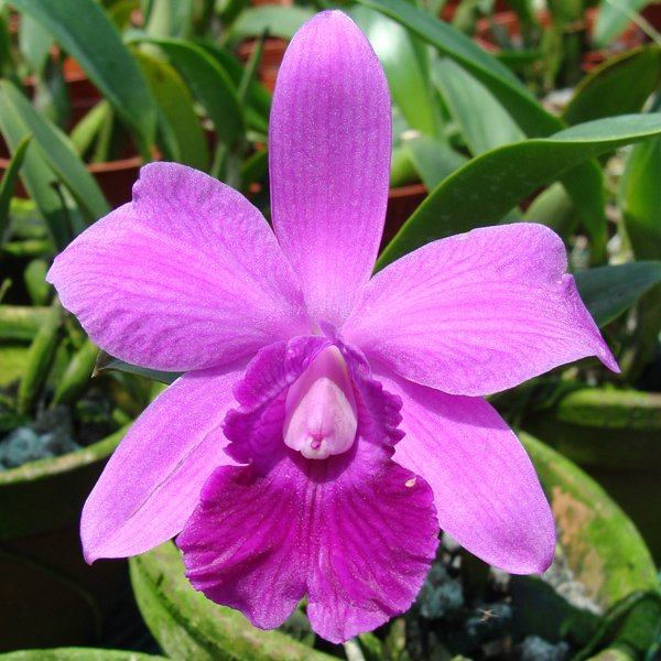 Laeliocattleya Mini Pink (KC08)