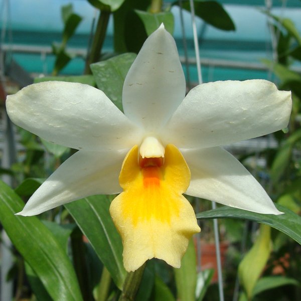 Dendrobium Frosty Dawn (KD01)