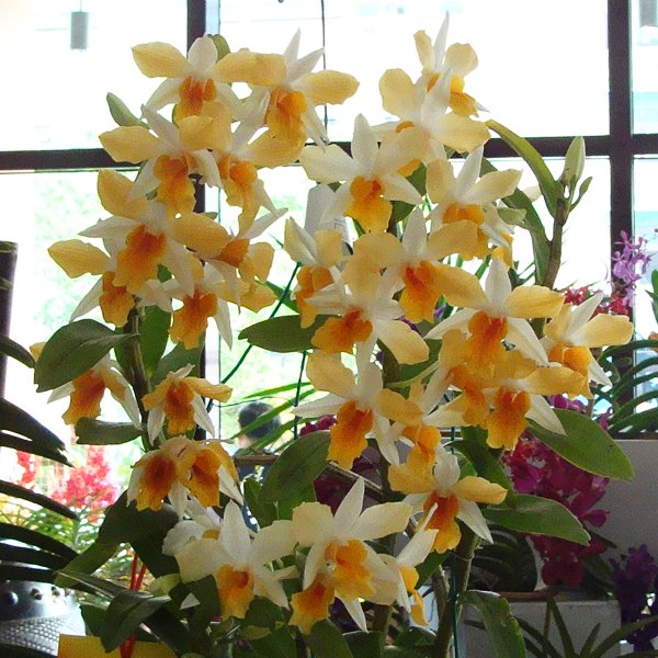 Dendrobium Hiroshi Tokunaga (KD03)
