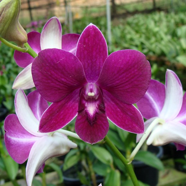 Dendrobium Cyarack Red (KD04)
