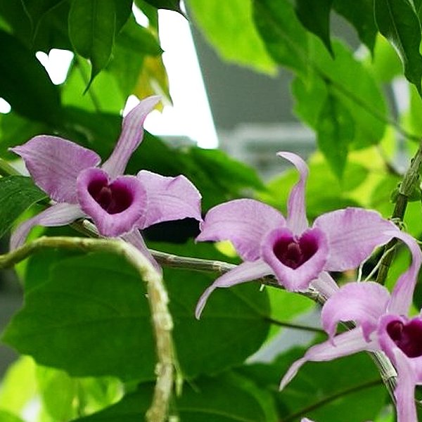 Dendrobium anosmum 'Pink' (KD07)