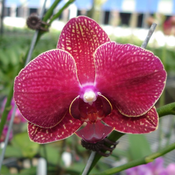 Doritaenopsis Taida Salu (KHM101)