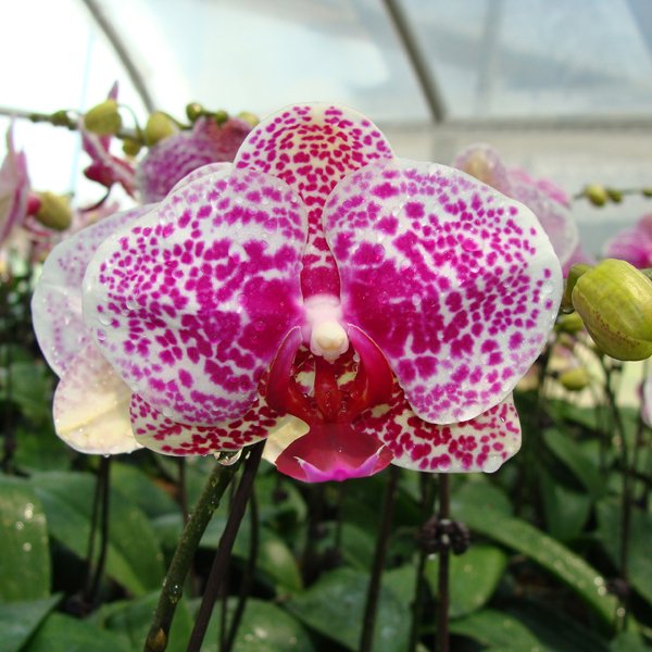 Doritaenopsis I-Hsin Sun Beauty (KHM1065)
