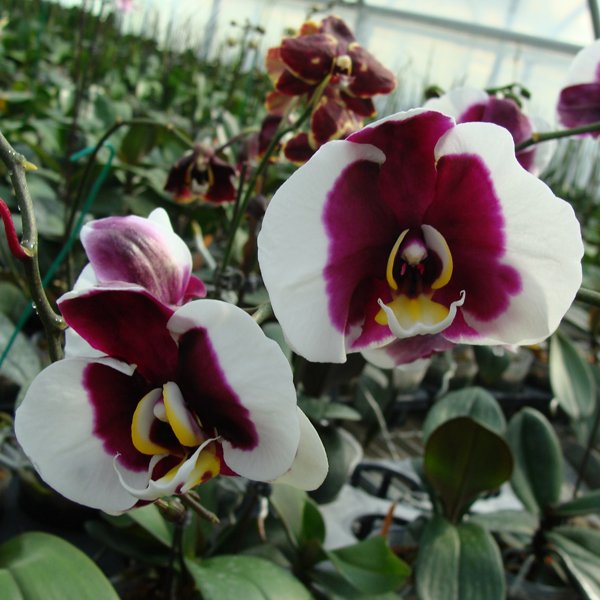 Phalaenopsis I-Hsin Spotted Deer (KHM1070)