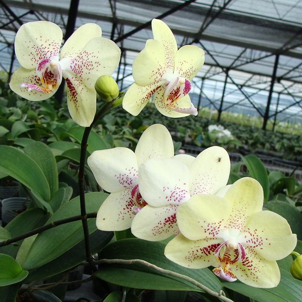 Doritaenopsis I-Hsin Sun Beauty (KHM1080)