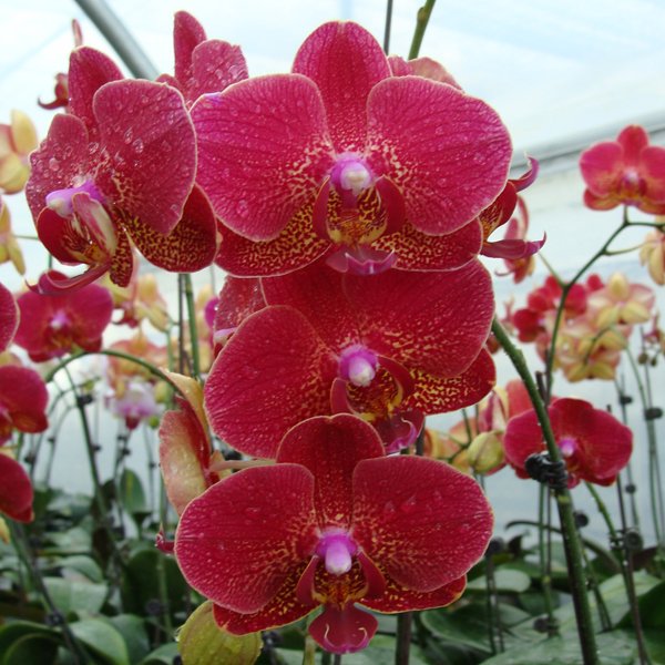 Doritaenopsis I-Hsin Picture (KHM1372)