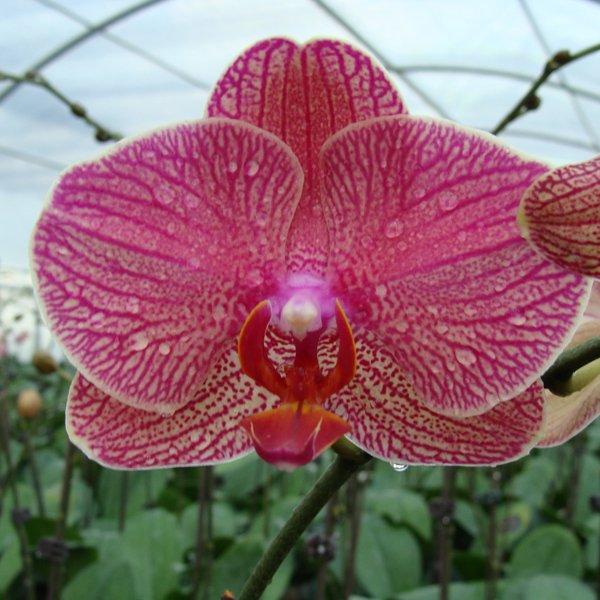 Doritaenopsis I-Hsin Sesame (KHM171)