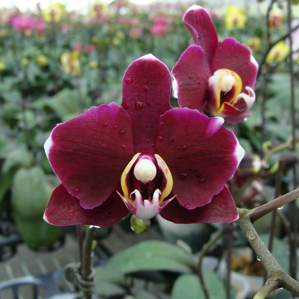 Doritaenopsis I-Hsin Black Jack (KHM211)