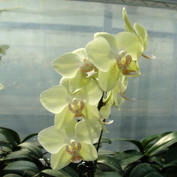 Phalaenopsis Popcorn Ball (KHM864)