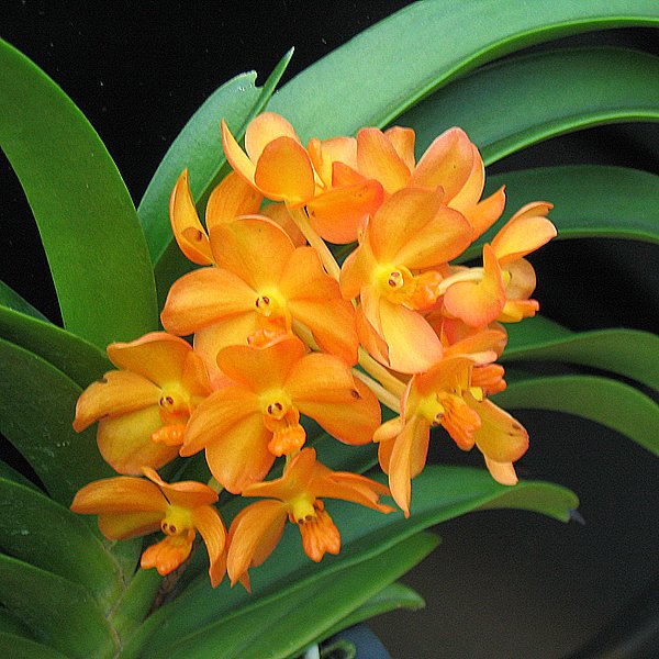 Rhynchostylis Gigantea × Bangkhintian Gold (KR82)