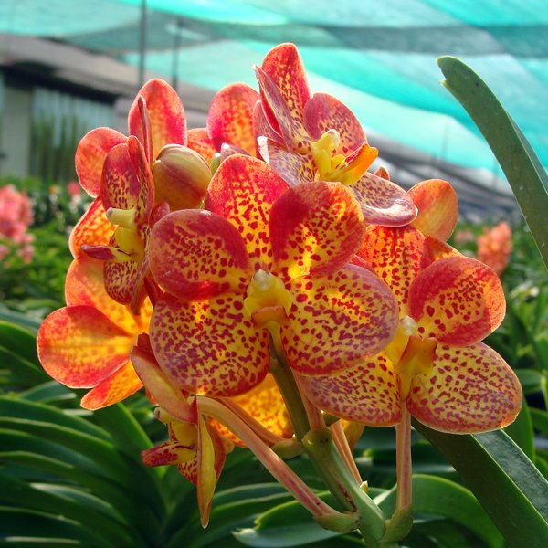 Ascocenda Yip Sum Wah × Vanda Lenachai (KV104)