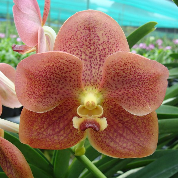 Vanda Cheok × Varavuth (KV105)
