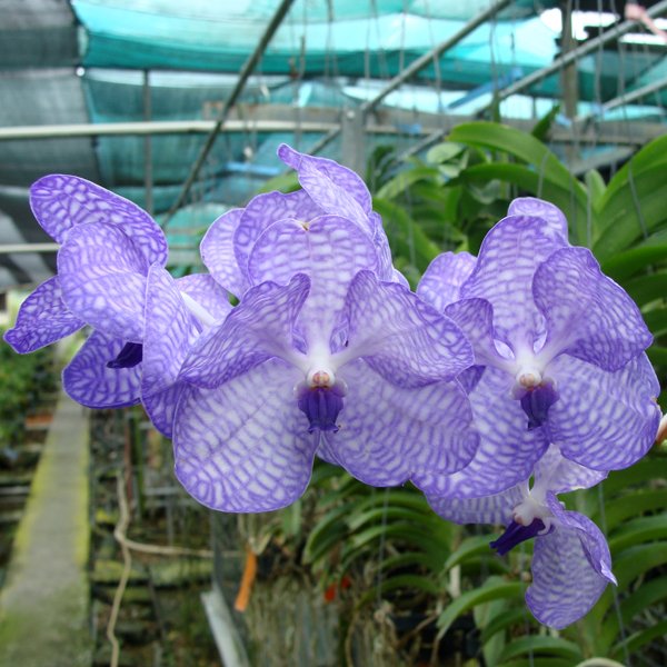 Vanda Species coerulea (KV107)