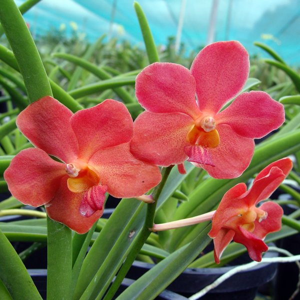 Vanda Josephine van Brero × Ascocenda Yip Sum Wah (KV109)