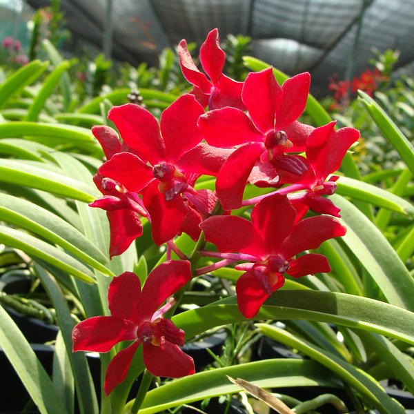 Mokara Sayan × Ascocenda Meda Arnold (KV110)