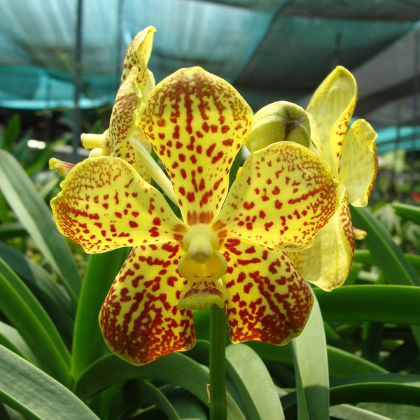 Vanda Bangkhuntian Gold × Chao Praya Sapphire (KV111)