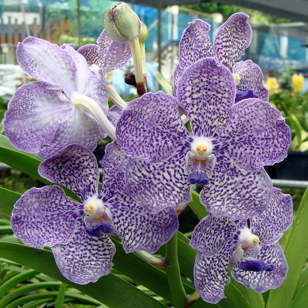 Vanda Manuvadee × Mimi Palmer (KV112)