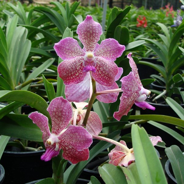 Vanda Kasem Delight × Tessellata (KV113)