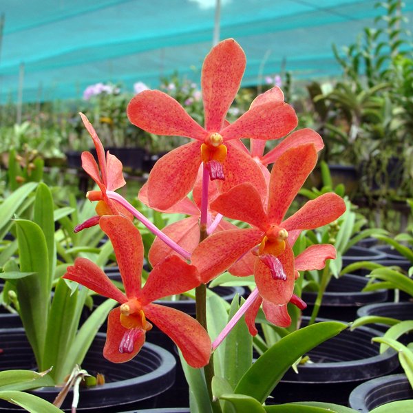 Mokara Sayan × Ascocenda Meda Arnold (KV114)