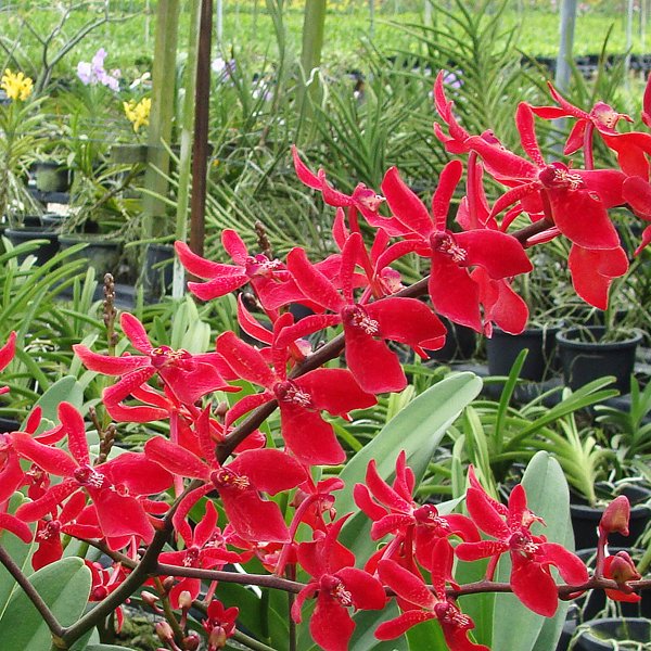 Renanstylis Azimah × Renanthera Bangkok Flame (KV119)