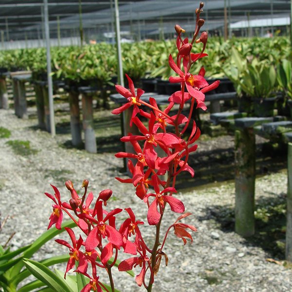 Renanthera philippinensis × Ascocenda Yip Sum Wah (KV120)