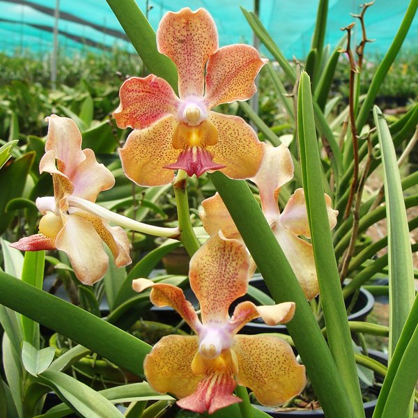 Vanda Josephine van Brero (J.V.B.) × Vanda Mimi Palmer (KV121)