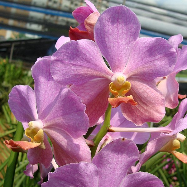 Vanda Mas Los Angeles (KV123)