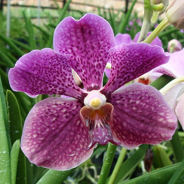 Vanda Chao Praya Delight × Varavuth (KV124)