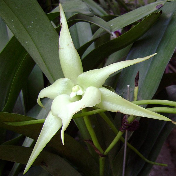Angraecum sesquipedale (KV126)