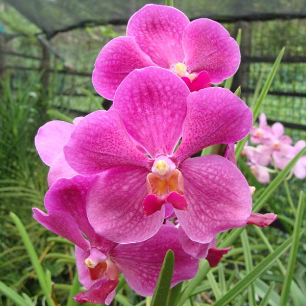 Vanda Penang (KV32)