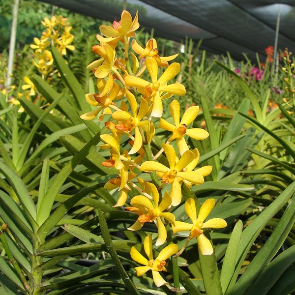 Ascorachnis Shah Alam City [Ascocentrum Mona Church (miniatum × ampullaceum) × Arachnis hookeriana] (KV35)