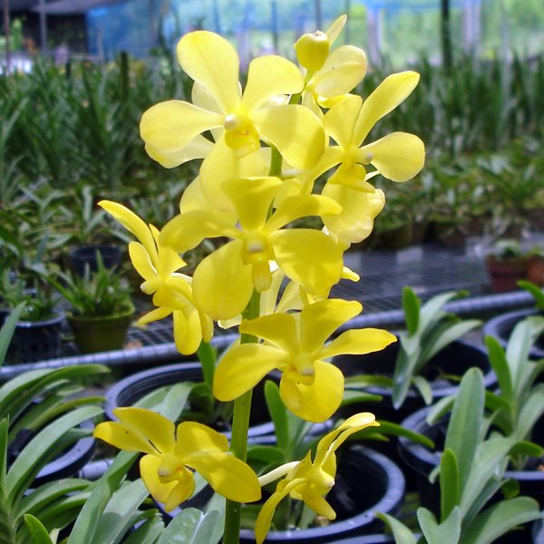 Mokara Chao Praya Gold (KV43)