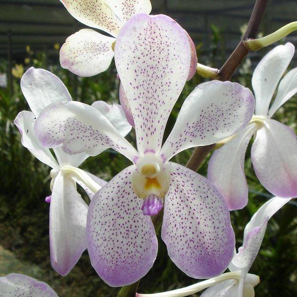 Mokara Prapin Beauty (KV47)
