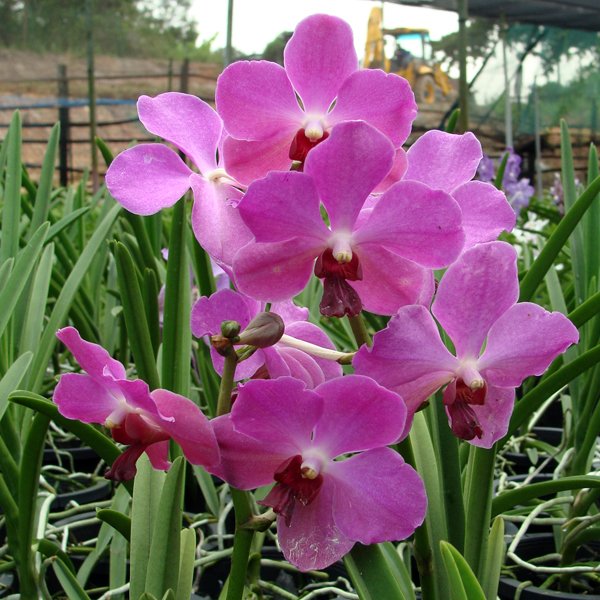 Vanda Josephine van Brero × Gordon Dillon (KV59)