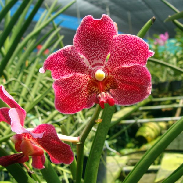 Vanda Haad Ravai (KV66)