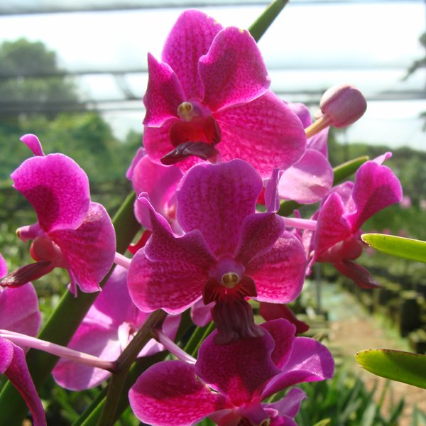 Vanda Penang Currency (KV68)