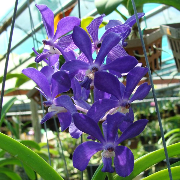 Vascostylis Thai Sky (KV71)