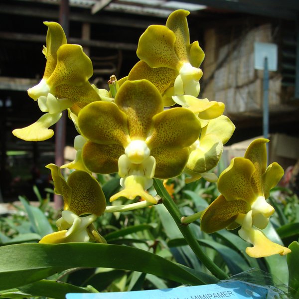 Vanda Denisoniana × Mimi Palmer Kenny Gold (KV81)