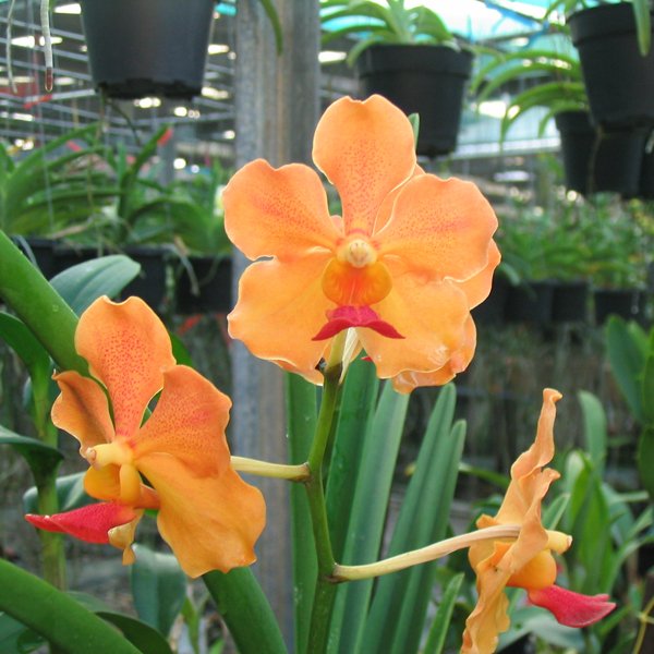 Vanda J.V.B. × Cholburi (KV85)