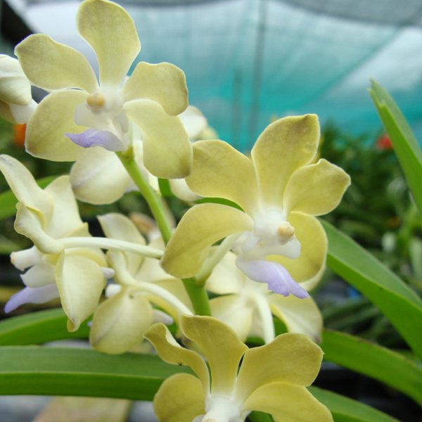 Rhynchorides Thai Noi × Tessellata (KV89)